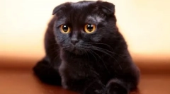 Как да наричаме черна котка или котка